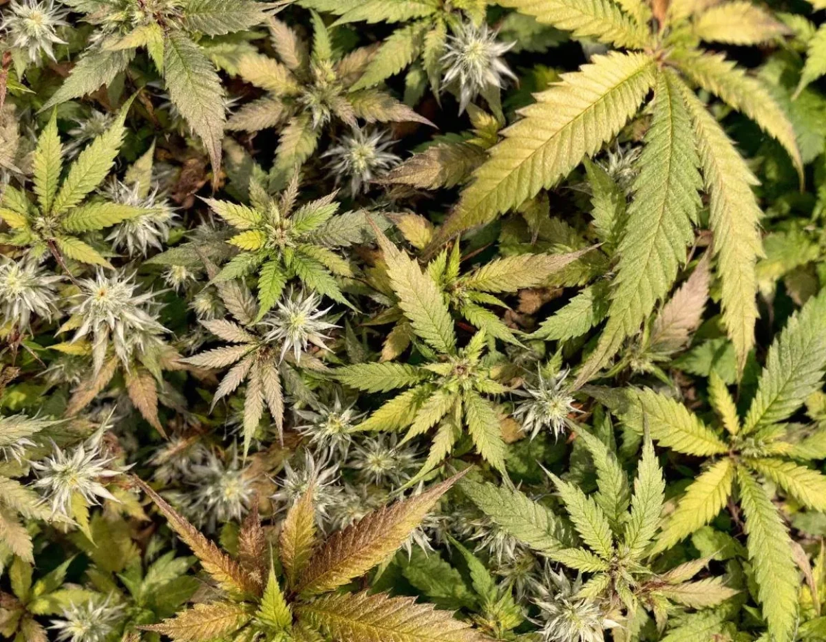 Huile CBD : étiquetage obligatoire selon le règlement INCO